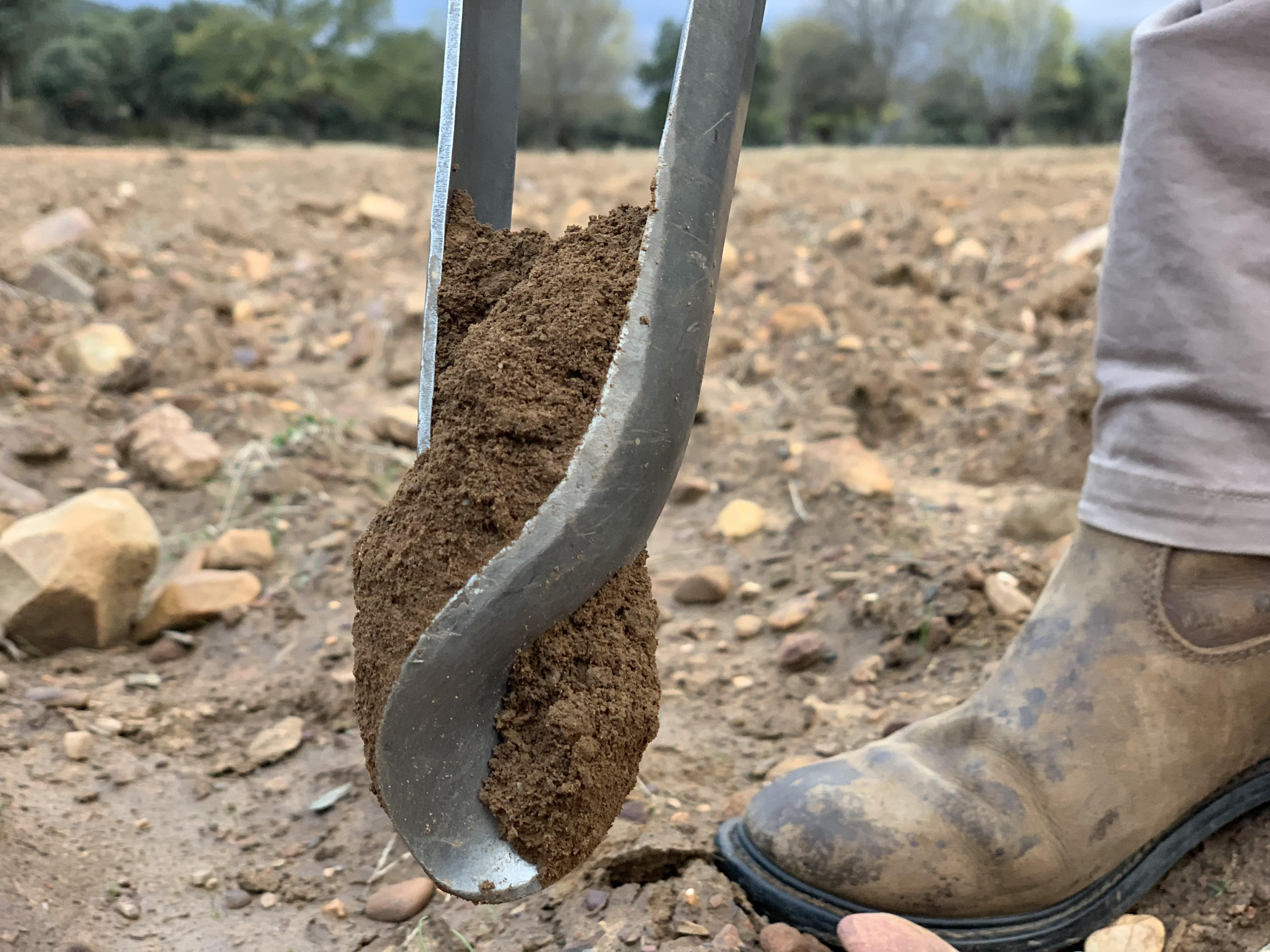 Técnico realizando muestreo de suelo en campo de cultivo