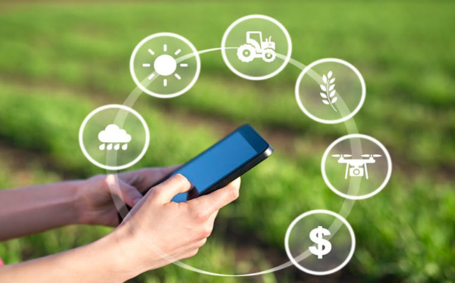 Ingeniero agrónomo online asesorando sobre rentabilidad de cultivos