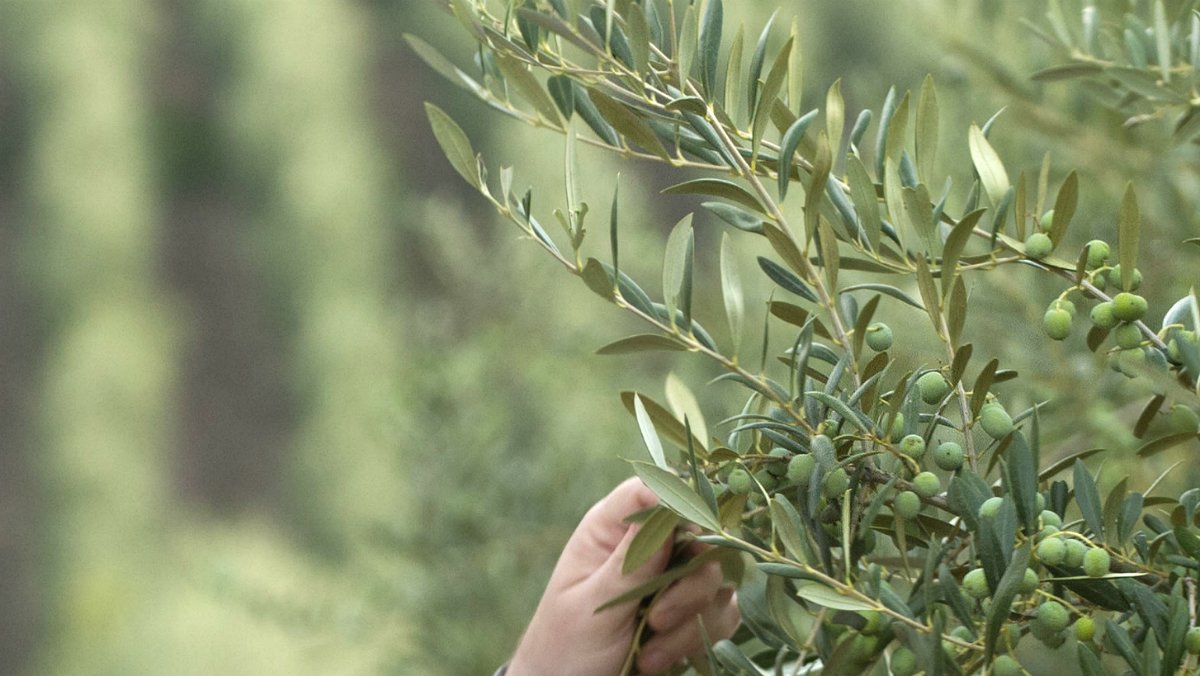 Olivo cliente olivar estudio de suelo y asesoría agrícola online